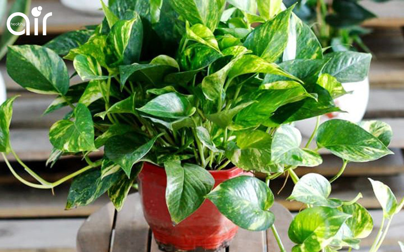 Tổng hợp những loại cây lọc không khí trong nhà mà bạn nên biết