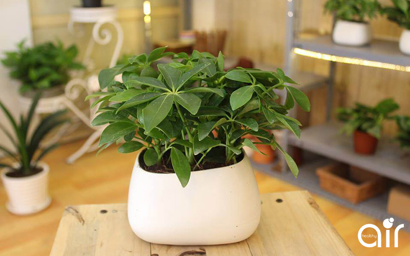 Tổng hợp những loại cây lọc không khí trong nhà mà bạn nên biết