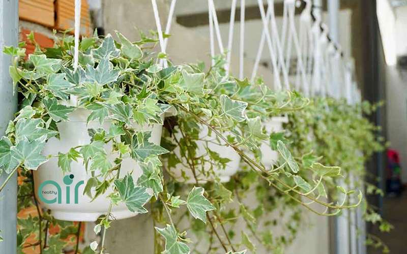 Tổng hợp những loại cây lọc không khí trong nhà mà bạn nên biết